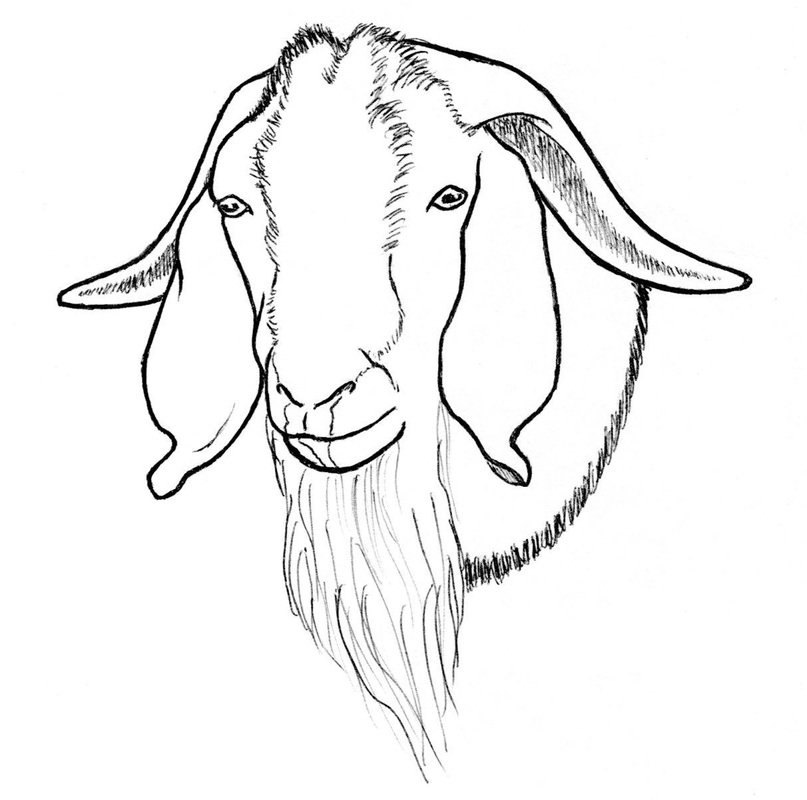 807x800 Goat Drawings
