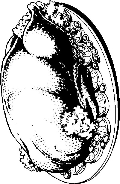 400x612 Meat Coloring Pages