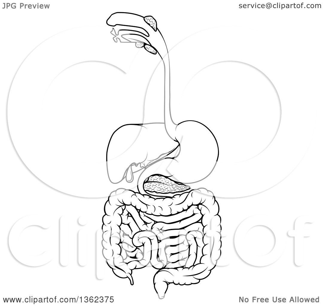 1080x1024 Clipart Of A Black And White Medical Diagram Of The Human