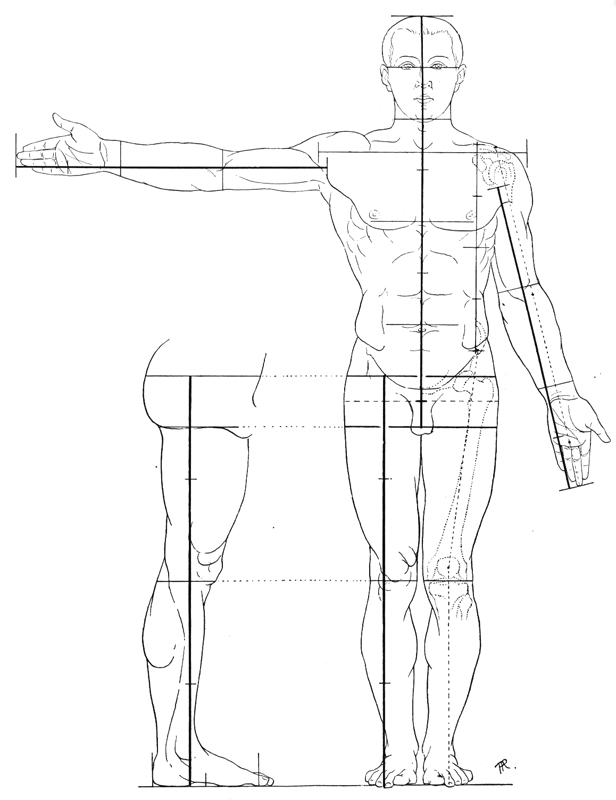 616x800 Anterior 712 Heads Anatomy Proportions And Skeletal System