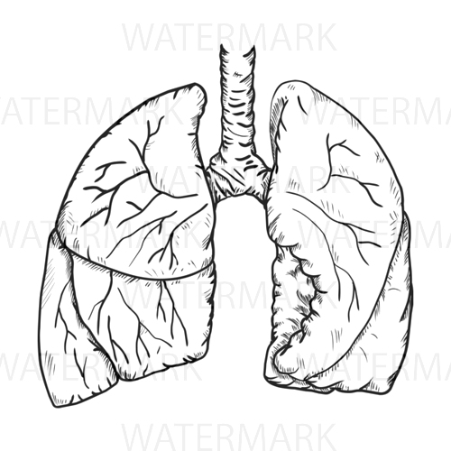 500x500 Body Jpgstock