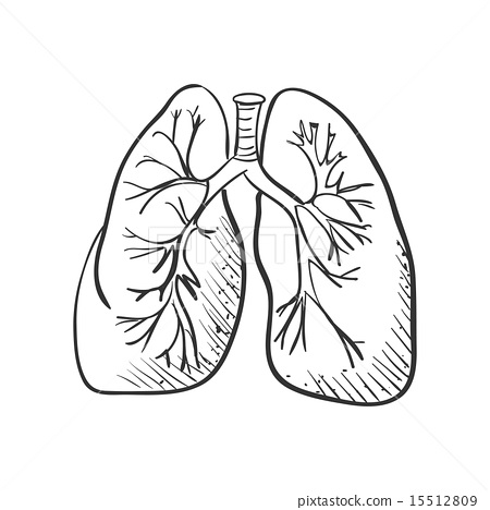 450x468 Lungs Doodle Drawing, Medical Background
