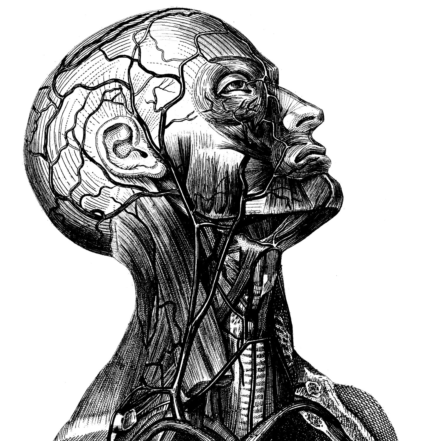 1500x1500 Human Anatomy, Old Medical Atlas Illustration Digital Image, 51