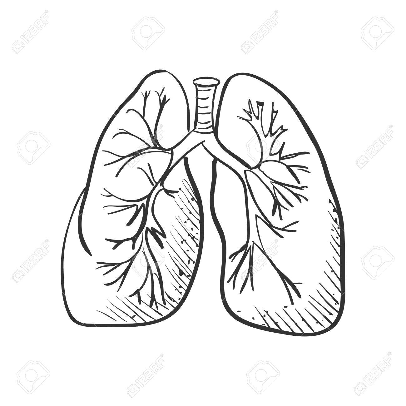 1300x1300 Lungs Doodle Drawing, Medical Background. Excellent Vector