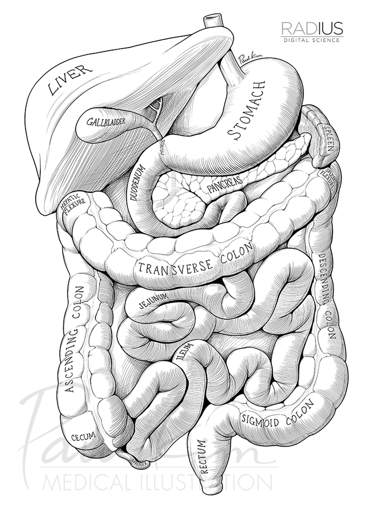 724x1000 Pen Amp Ink Paul Kim Medical Illustration
