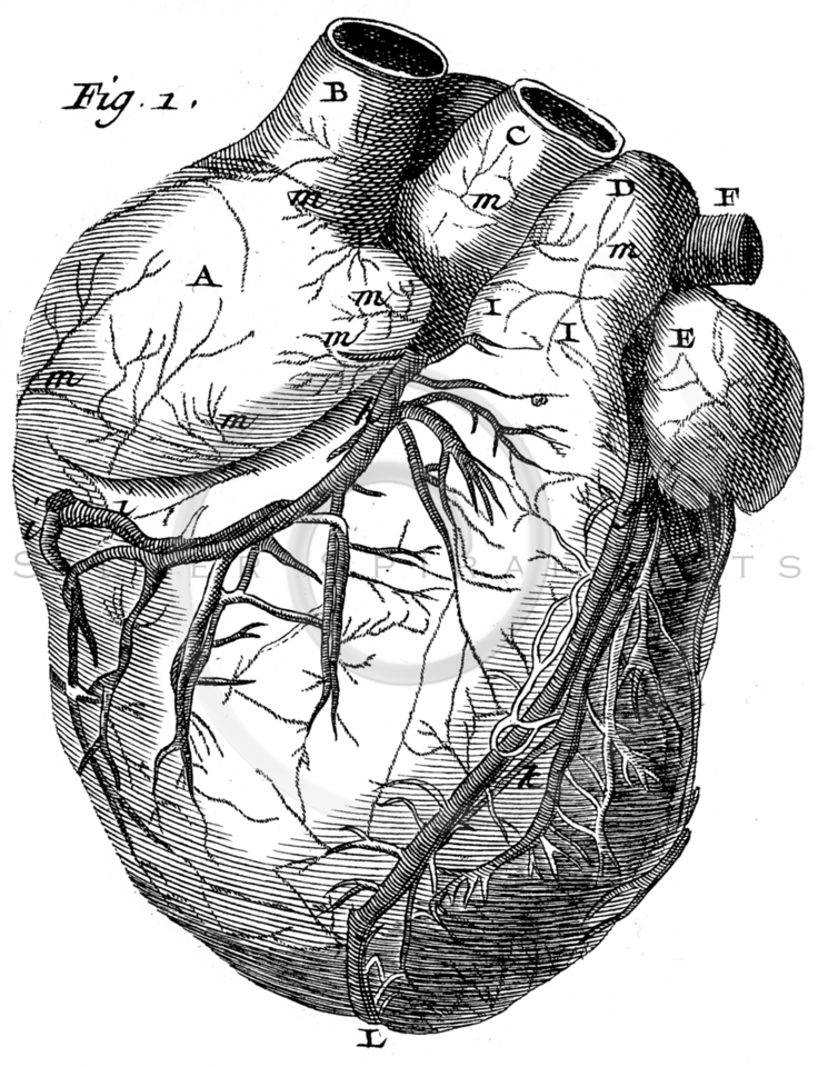 736x960 Royalty Free Stock Vintage Illustrations Photo Keywords Medical