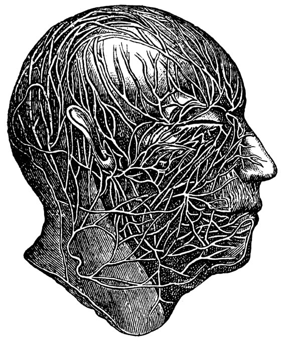 570x683 The Circulatory System Of The Skull, Old Medical Atlas