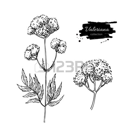 450x450 Calendula Drawing. Isolated Medical Flower And Leaves. Herbal