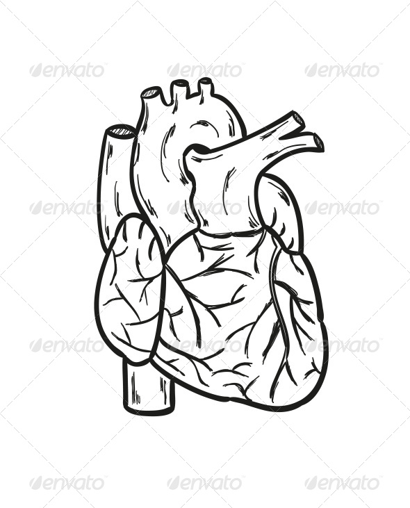 590x731 Human Heart