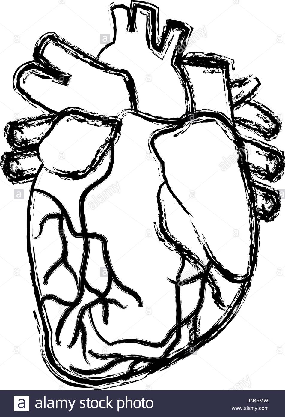 951x1390 Human Heart Black And White Stock Photos Amp Images