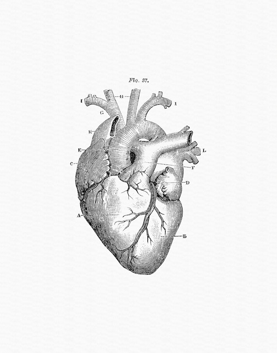570x725 Printable Vintage Heart Antique Heart Diagram Black
