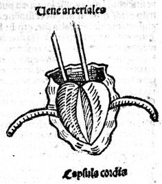 236x268 Anatomy Illustration