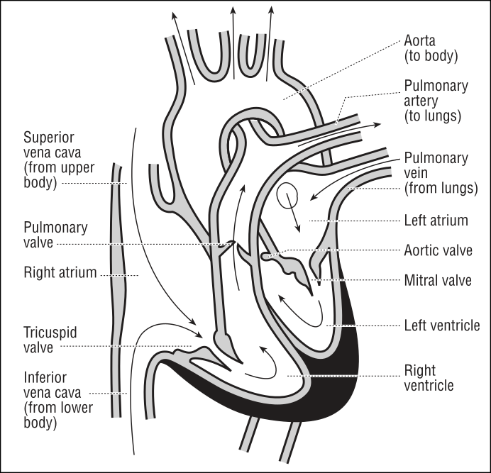 692x667 Heart Diagram Label