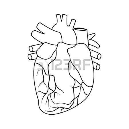 450x450 Anatomy Of The Human Heart Medical Illustration Royalty Free