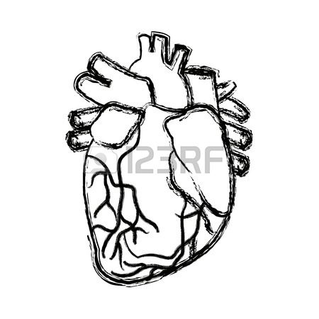 450x450 Anatomy Of The Human Heart Medical Vector Illustration Royalty