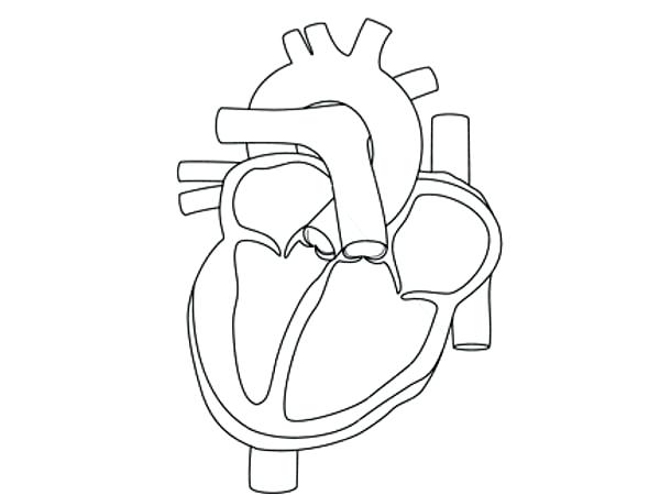 600x450 Human Heart Coloring Page Human Heart Outline Sketch Isolated