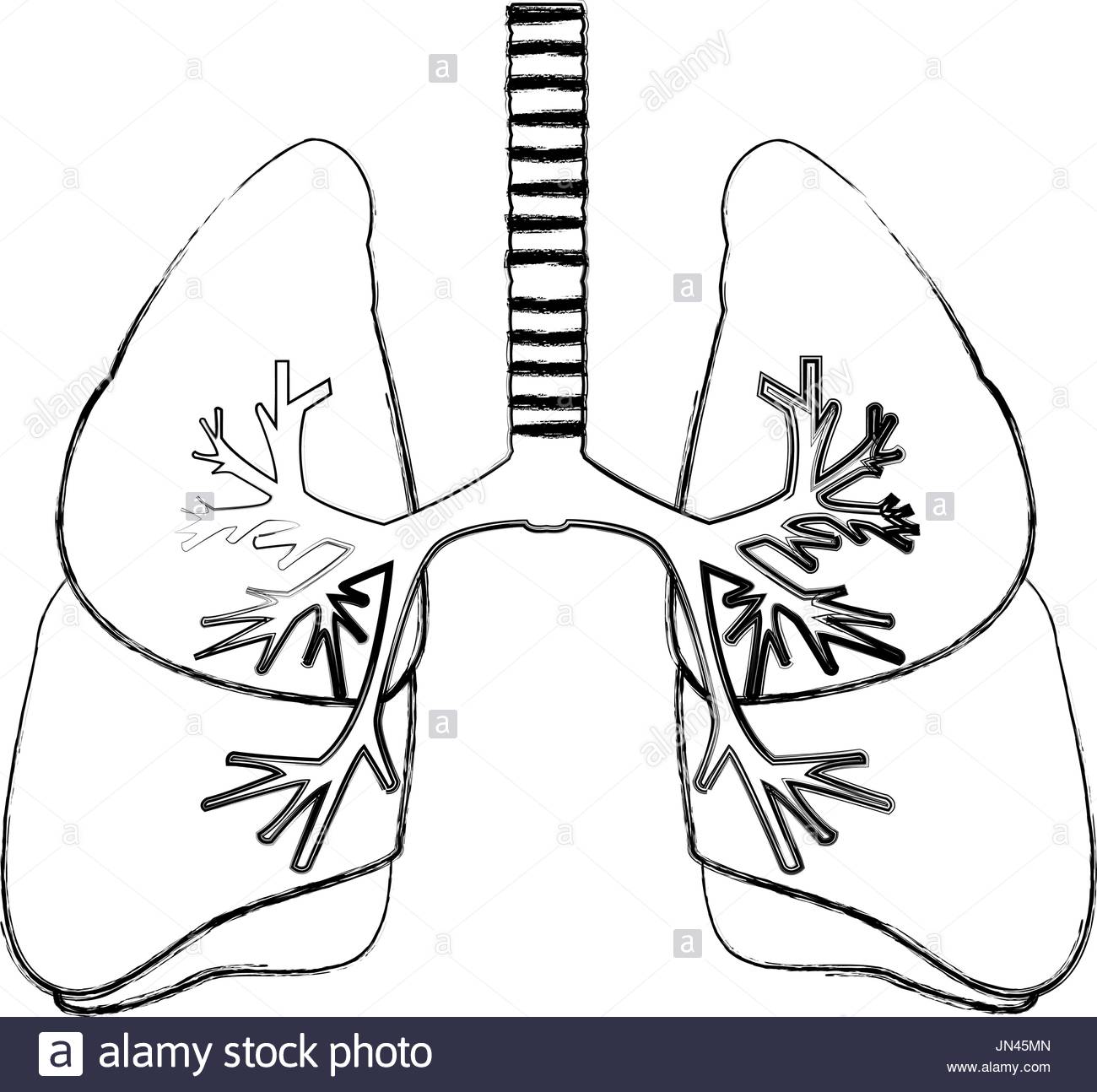1300x1294 Human Anatomy Of The Lungs Black And White Stock Photos Amp Images
