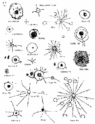 306x400 Medicine Wheel