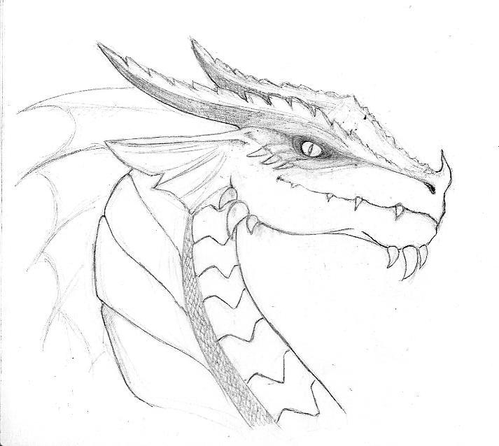 713x638 Medieval Dragon Head Drawing