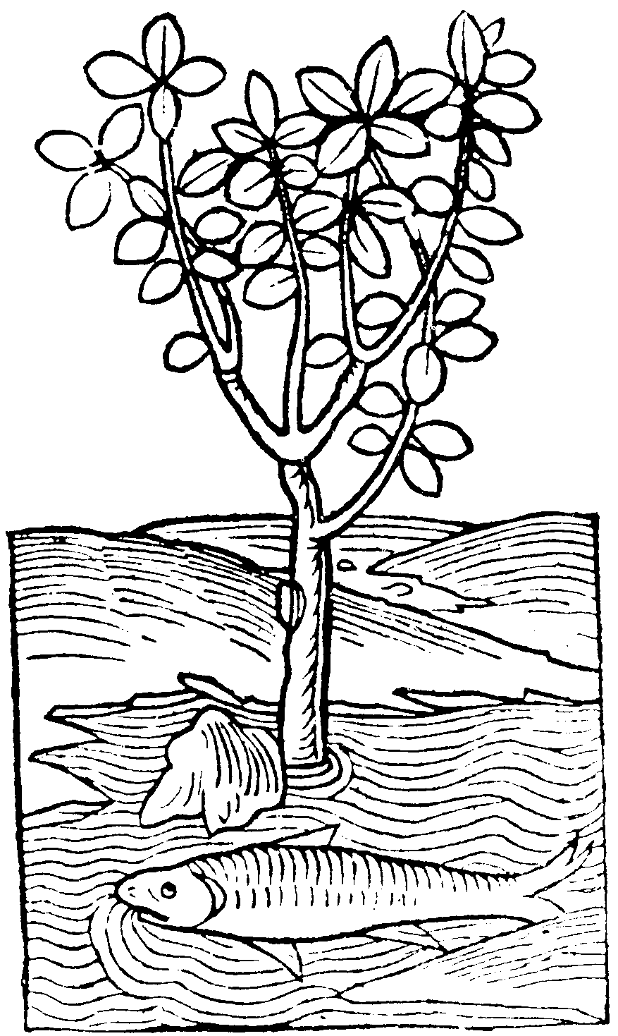 877x1469 Woodcut Medieval