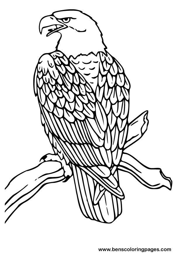 596x873 Coloring Pages Eagle Pictures To Draw Drawing Art Coloring Pages