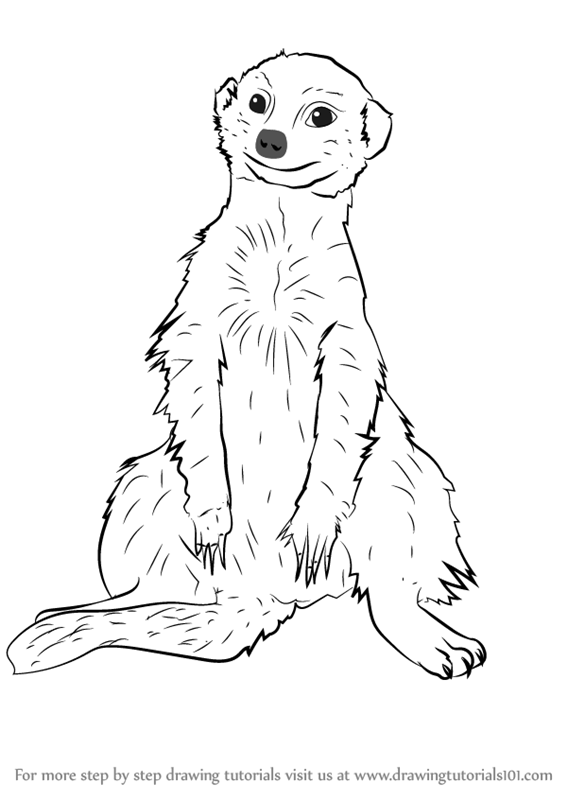 Meerkat Drawing at GetDrawings | Free download