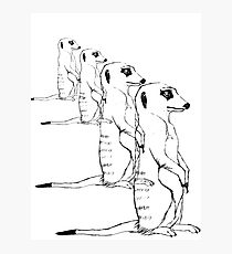 210x230 Meerkat Drawing Photographic Prints Redbubble