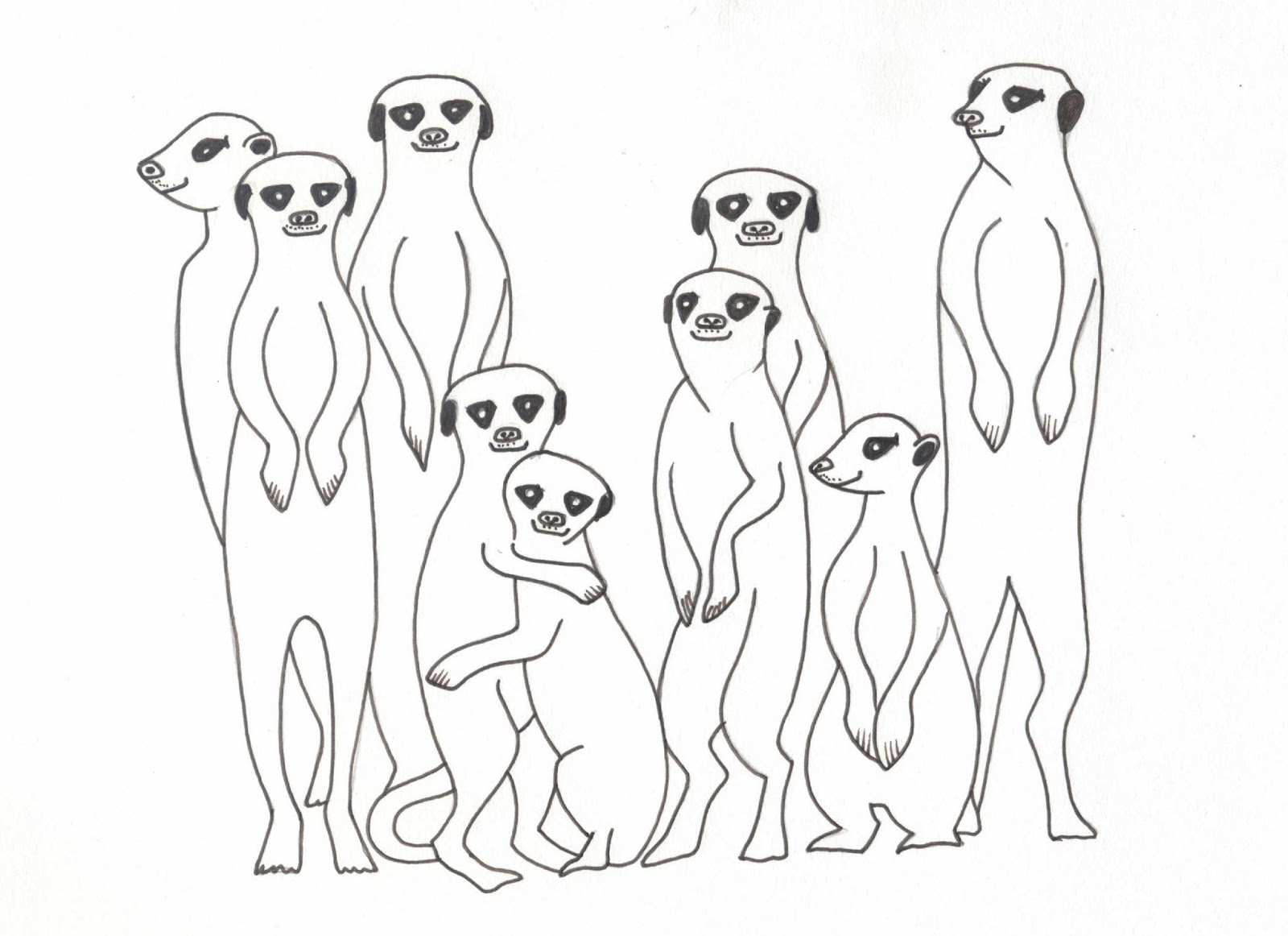 1600x1162 Meerkat Drawing