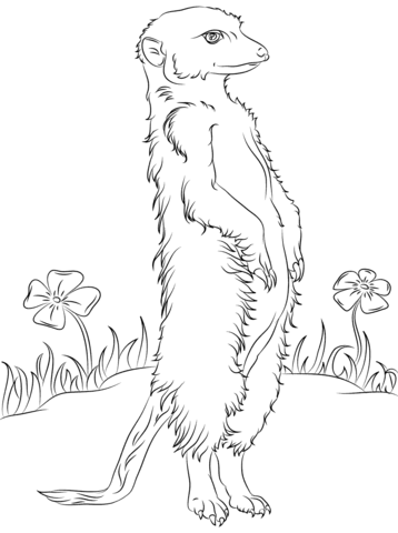 358x480 Meerkat And Flowers Coloring Page Free Printable Coloring Pages
