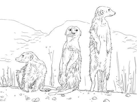 480x360 Three Meerkats Coloring Page Free Printable Coloring Pages