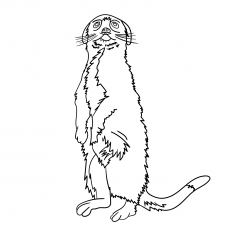 230x230 Top 10 Meerkat Coloring Pages