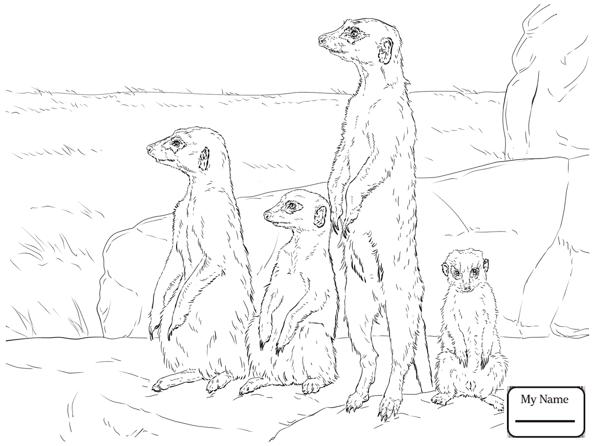 1223x917 Mammals Meerkat In Grass Coloring Pages For Kids