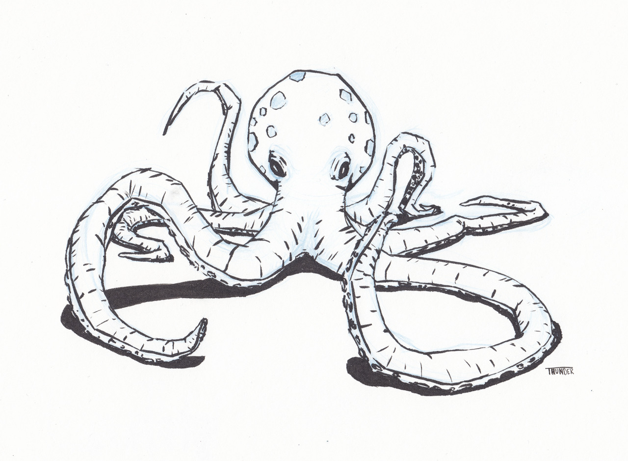 1280x939fter Drawingn Octopus The Other Day While In