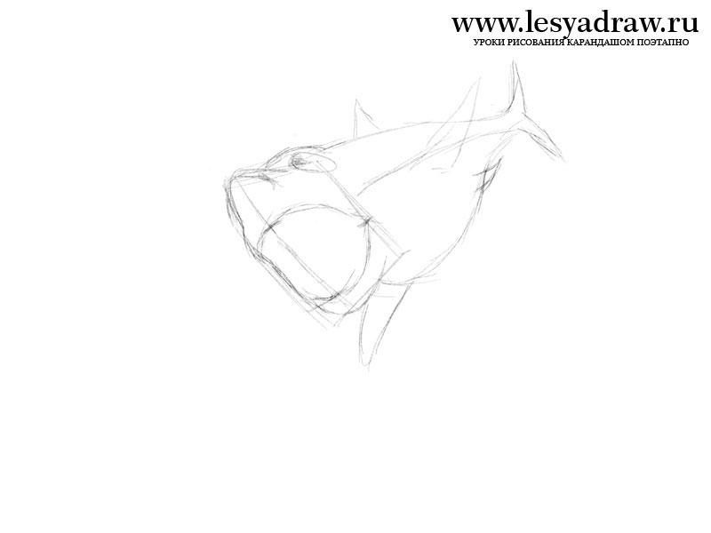 800x600 How To Draw Megalodon's Shark
