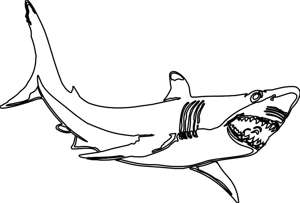 1024x694 Megalodon Shark Coloring Pages Coloring Pages Coloring Pages