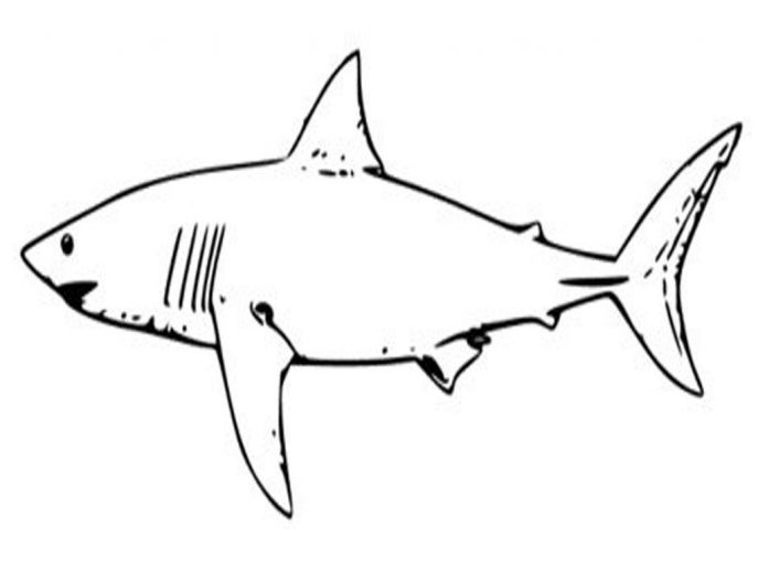 687x515 Coloring Pages Engaging Sharks Coloring Pages Megalodon Shark