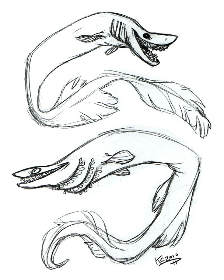 736x921 Drawn Shark Frilled Shark