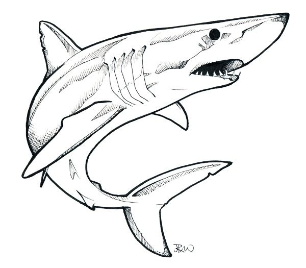 600x525 Draw Cartoon Great White Shark 18. How To Draw A Shark. Image