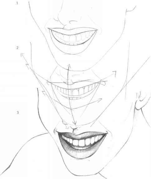 484x575 The Mouth Analysis And Structure