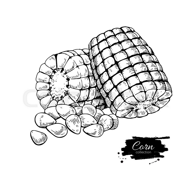 800x799 Corn Hand Drawn Vector Illustration. Isolated Vegetable Engraved