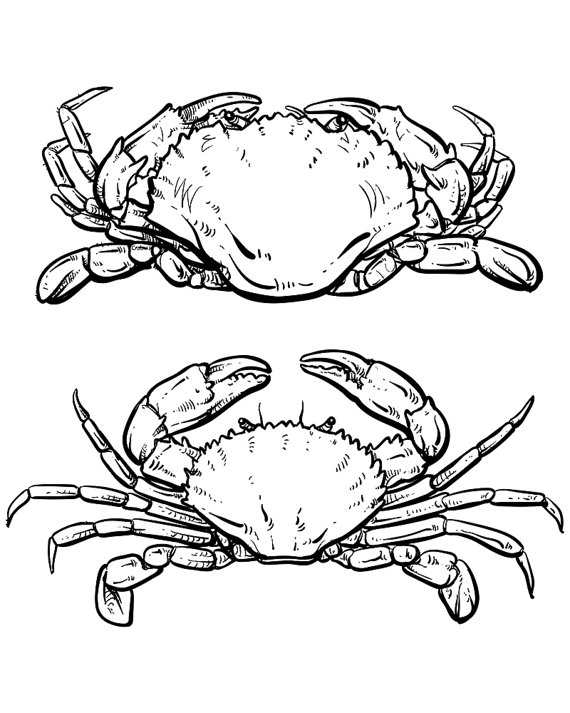 570x713 Vector Crab Drawing. Hand Drawn Outline Seafood Illustration