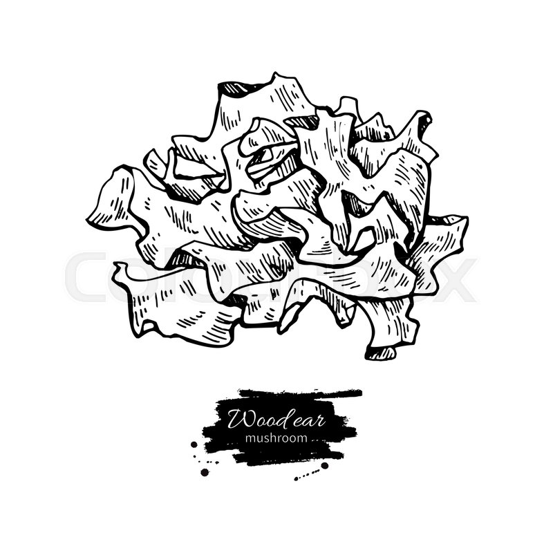 800x800 Wood Ear Mushroom Hand Drawn Vector Illustration. Sketch Food
