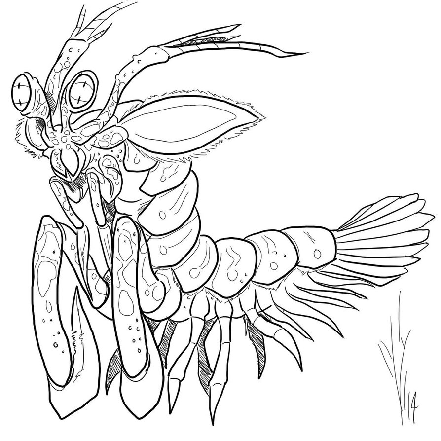 894x894 Mantis Shrimp Monster By Message Err