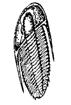 226x337 Joint Earth Science Education Initiative