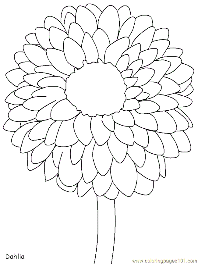 650x866 Mexican Coloring Dahlia Coloring Page