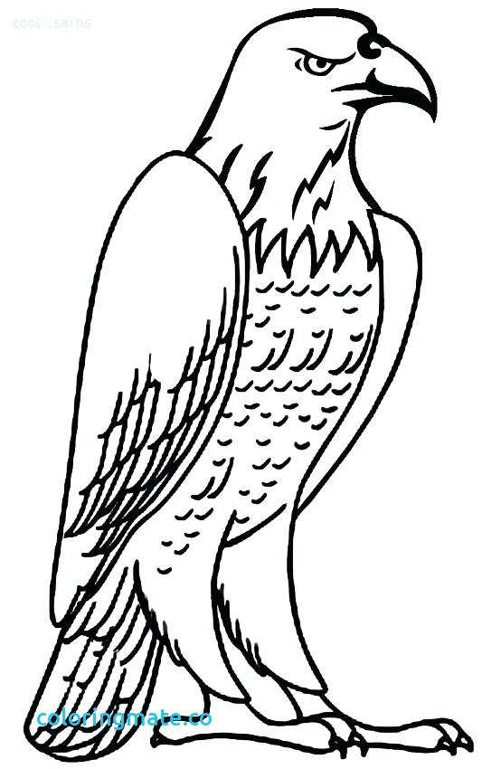 554x850 Eagle Coloring Pages Bald Eagle Head Coloring Pages Bald Eagle