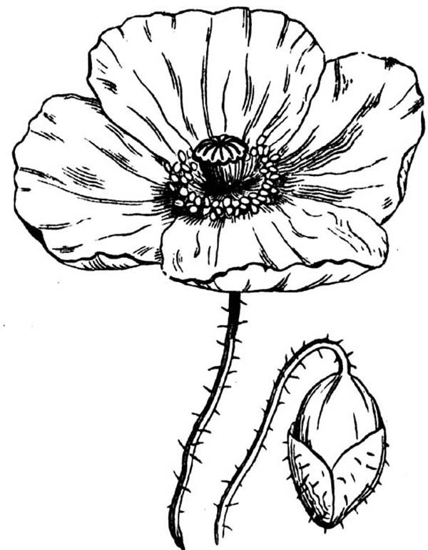 600x772 Drawn Poppy Line Drawing