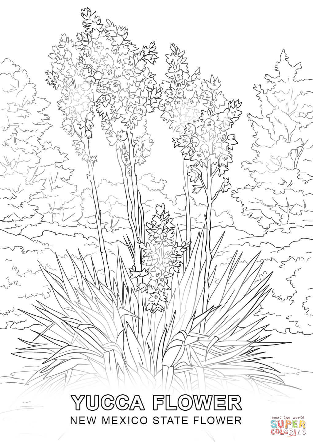 1020x1440 New Mexico State Flower Coloring Page Free Printable Coloring Pages