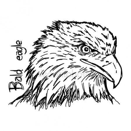 450x450 Bald Eagle's Head