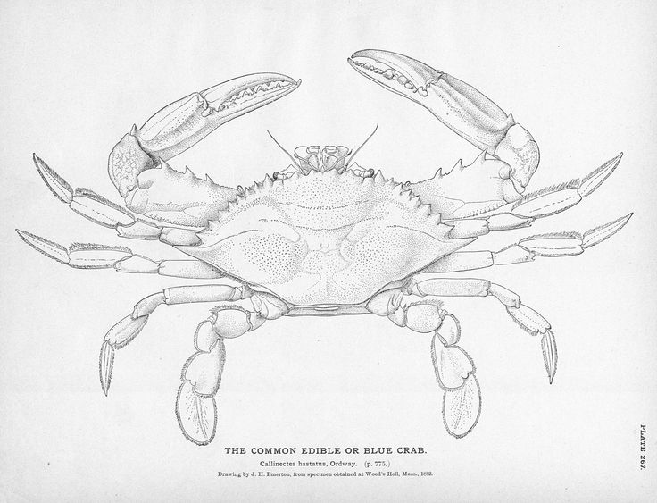 736x563 49 Best Tattoos Images On Crab Tattoo, Tattoo Ideas